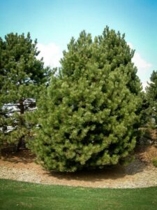 Сосна Чёрная (Pinus Nigra) купить по цене от 270.00р. в интернет-магазине «Посадика» с доставкой почтой в в Новоалександровске и по всей России – [изображение №1].