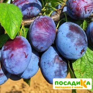 Слива Чачакская ранняя купить по цене от 229.00р. в интернет-магазине «Посадика» с доставкой почтой в в Новоалександровске и по всей России – [изображение №1].