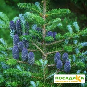 Пихта корейская (Abies koreana) купить по цене от 450.00р. в интернет-магазине «Посадика» с доставкой почтой в в Новоалександровске и по всей России – [изображение №1].