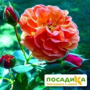 Роза Арабия купить по цене от 350.00р. в интернет-магазине «Посадика» с доставкой почтой в в Новоалександровске и по всей России – [изображение №1].