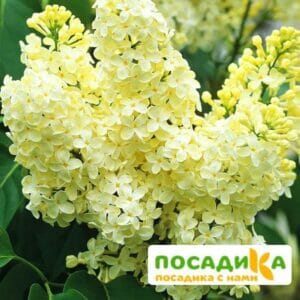 Сирень Примроуз (Primrose) купить по цене от 529.00р. в интернет-магазине «Посадика» с доставкой почтой в в Новоалександровске и по всей России – [изображение №1].