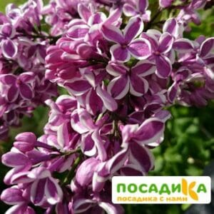 Сирень Сенсация купить по цене от 529.00р. в интернет-магазине «Посадика» с доставкой почтой в в Новоалександровске и по всей России – [изображение №1].