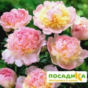 Пион Распберри Сандей (Paeonia Raspberry Sundae) купить по цене от 959р. в интернет-магазине «Посадика» с доставкой почтой в в Новоалександровске и по всей России – [изображение №1].