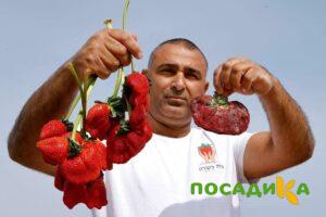 Клубника Гигант Джорнея купить по цене от 266р. в интернет-магазине «Посадика» с доставкой почтой в в Новоалександровске и по всей России – [изображение №1].