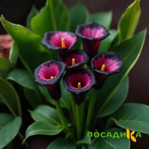 Калла Аура Лейс купить по цене от 400р. в интернет-магазине «Посадика» с доставкой почтой в в Новоалександровске и по всей России – [изображение №1].