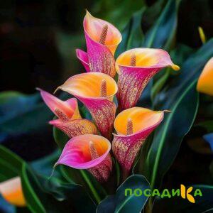 Калла Оникс купить по цене от 450р. в интернет-магазине «Посадика» с доставкой почтой в в Новоалександровске и по всей России – [изображение №1].