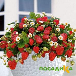 Клубника Рубиновый Шепот (горшечная) купить по цене от 240р. в интернет-магазине «Посадика» с доставкой почтой в в Новоалександровске и по всей России – [изображение №1].