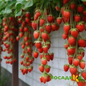 Клубника вьющаяся Комплимент купить по цене от 470р. в интернет-магазине «Посадика» с доставкой почтой в в Новоалександровске и по всей России – [изображение №1].