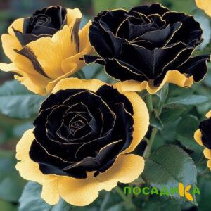 Роза Ханни Сикл купить по цене от 700р. в интернет-магазине «Посадика» с доставкой почтой в в Новоалександровске и по всей России – [изображение №1].