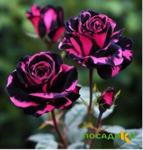 Роза Багровый Шепот купить по цене от 366р. в интернет-магазине «Посадика» с доставкой почтой в в Новоалександровске и по всей России – [изображение №1].
