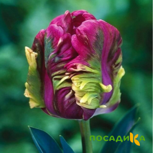 Тюльпан Экзотик Хэвен купить по цене от 186р. в интернет-магазине «Посадика» с доставкой почтой в в Новоалександровске и по всей России – [изображение №1].