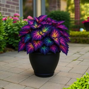 Хоста Фрости Блю купить по цене от 389р. в интернет-магазине «Посадика» с доставкой почтой в в Новоалександровске и по всей России – [изображение №1].