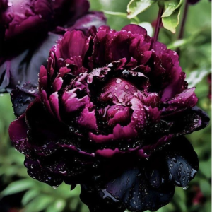 Пион Темный Сад купить по цене от 421р. в интернет-магазине «Посадика» с доставкой почтой в в Новоалександровске и по всей России – [изображение №1].