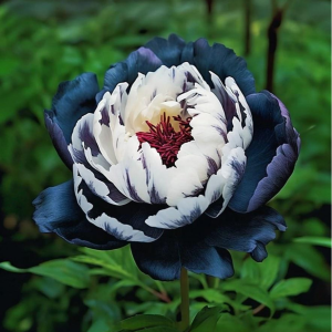 Пион Древовидный Инь-Янь купить по цене от 419р. в интернет-магазине «Посадика» с доставкой почтой в в Новоалександровске и по всей России – [изображение №1].