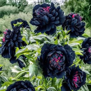 Пион древовидный Сердце Афродиты купить по цене от 600р. в интернет-магазине «Посадика» с доставкой почтой в в Новоалександровске и по всей России – [изображение №1].