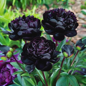 Пион Королевский Бархат купить по цене от 419р. в интернет-магазине «Посадика» с доставкой почтой в в Новоалександровске и по всей России – [изображение №1].