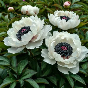 Пион Инк Эн купить по цене от 429р. в интернет-магазине «Посадика» с доставкой почтой в в Новоалександровске и по всей России – [изображение №1].