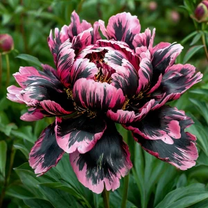 Пион Дроп Руби купить по цене от 469р. в интернет-магазине «Посадика» с доставкой почтой в в Новоалександровске и по всей России – [изображение №1].