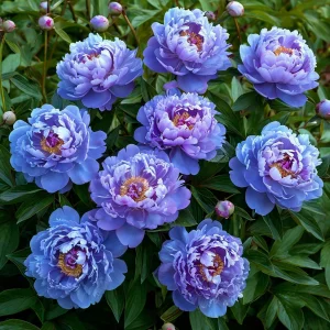 Пион Голубой лотос купить по цене от 590р. в интернет-магазине «Посадика» с доставкой почтой в в Новоалександровске и по всей России – [изображение №1].