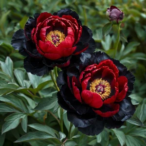 Пион Эбеновый Рубин купить по цене от 419р. в интернет-магазине «Посадика» с доставкой почтой в в Новоалександровске и по всей России – [изображение №1].