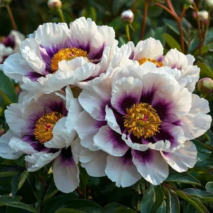 Пион Эко Саммер купить по цене от 548р. в интернет-магазине «Посадика» с доставкой почтой в в Новоалександровске и по всей России – [изображение №1].