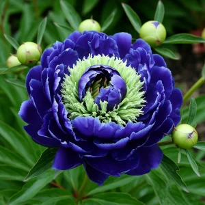 Пион Дримвивер купить по цене от 417р. в интернет-магазине «Посадика» с доставкой почтой в в Новоалександровске и по всей России – [изображение №1].