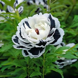 Пион Монохромный Шик купить по цене от 429р. в интернет-магазине «Посадика» с доставкой почтой в в Новоалександровске и по всей России – [изображение №1].