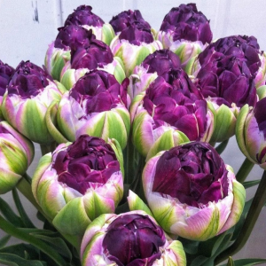 Тюльпан Анаконда купить по цене от 450р. в интернет-магазине «Посадика» с доставкой почтой в в Новоалександровске и по всей России – [изображение №1].